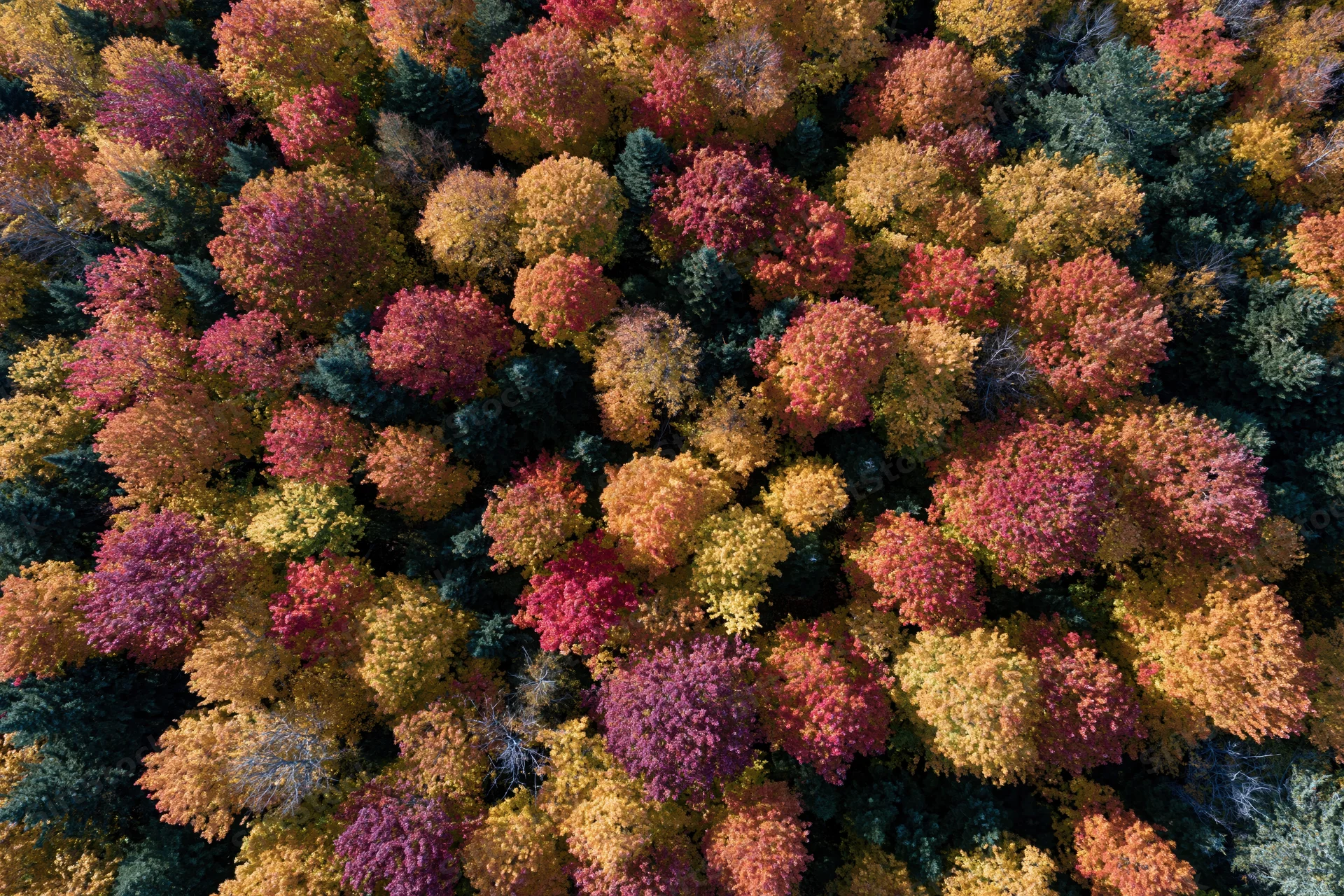 Aerial top-down view of dense northeastern forest in peak autumn foliage