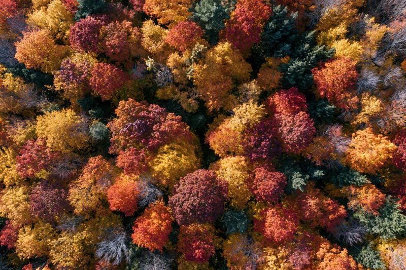 Aerial top-down view of dense northeastern forest in peak autumn foliage