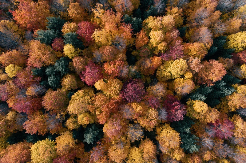 Aerial top-down view of dense northeastern forest in peak autumn foliage