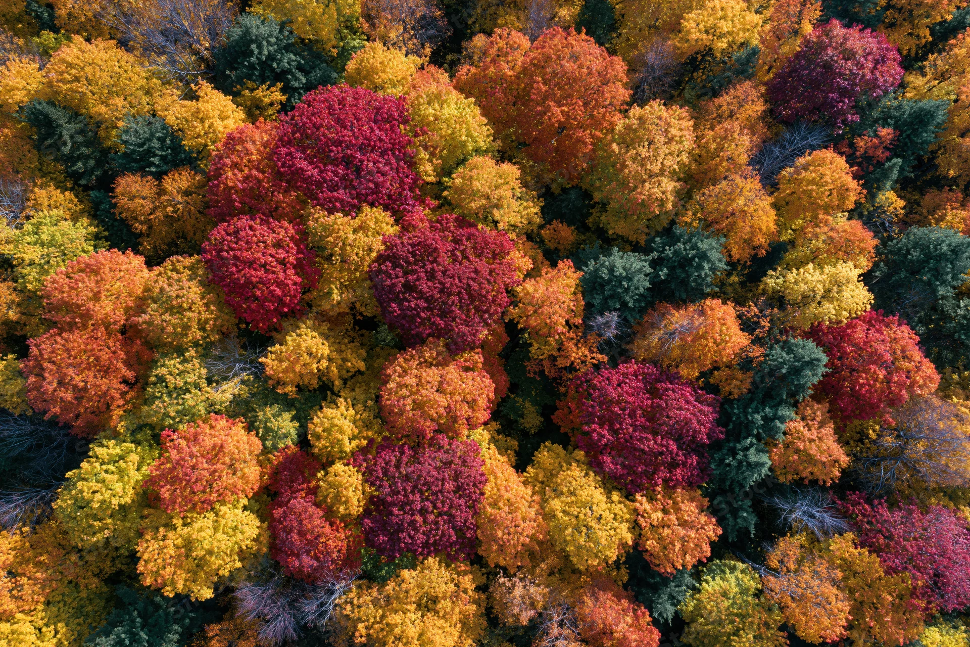 Aerial top-down view of dense northeastern forest in peak autumn foliage