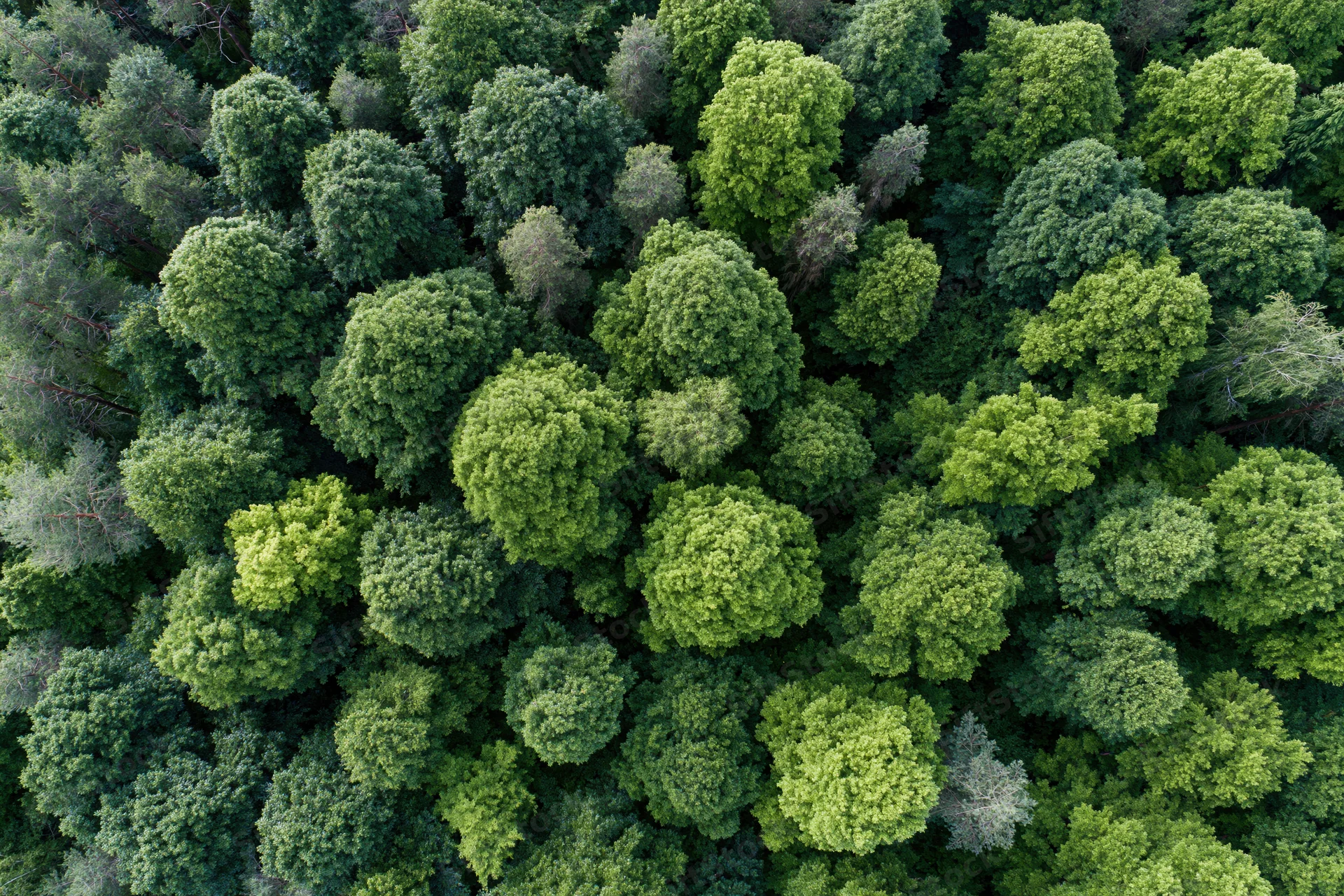 Aerial top-down view of dense temperate forest canopy filled with green trees