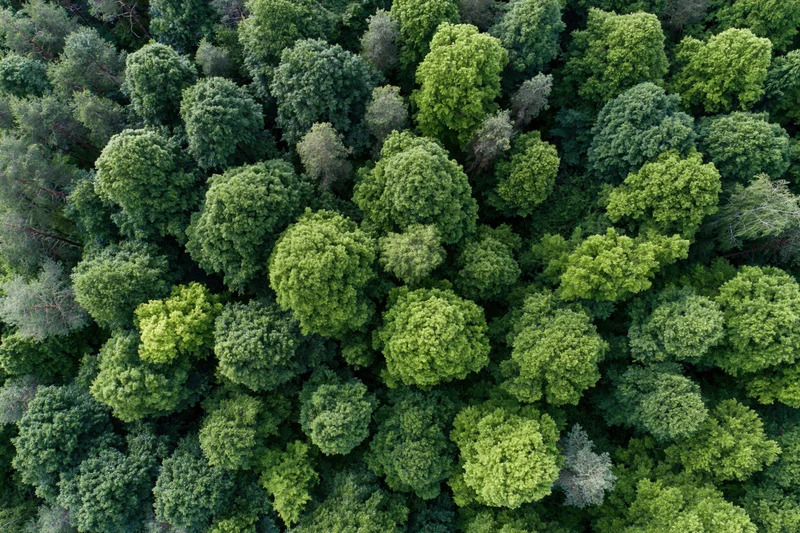 Aerial top-down view of dense temperate forest canopy filled with green trees
