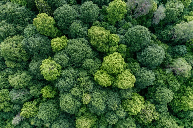 Aerial top-down view of dense temperate forest canopy filled with green trees and foliage