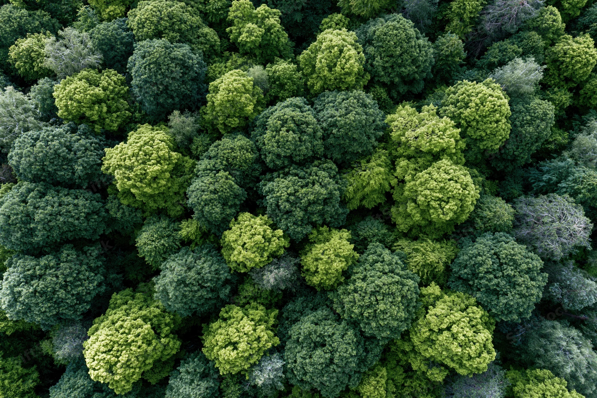 Aerial top-down view of dense temperate forest canopy filled with green treetops