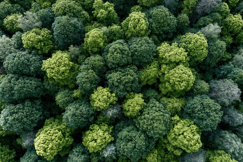 Aerial top-down view of dense temperate forest canopy filled with green treetops