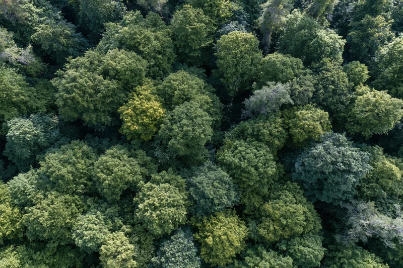Aerial top-down view of dense temperate forest canopy trees