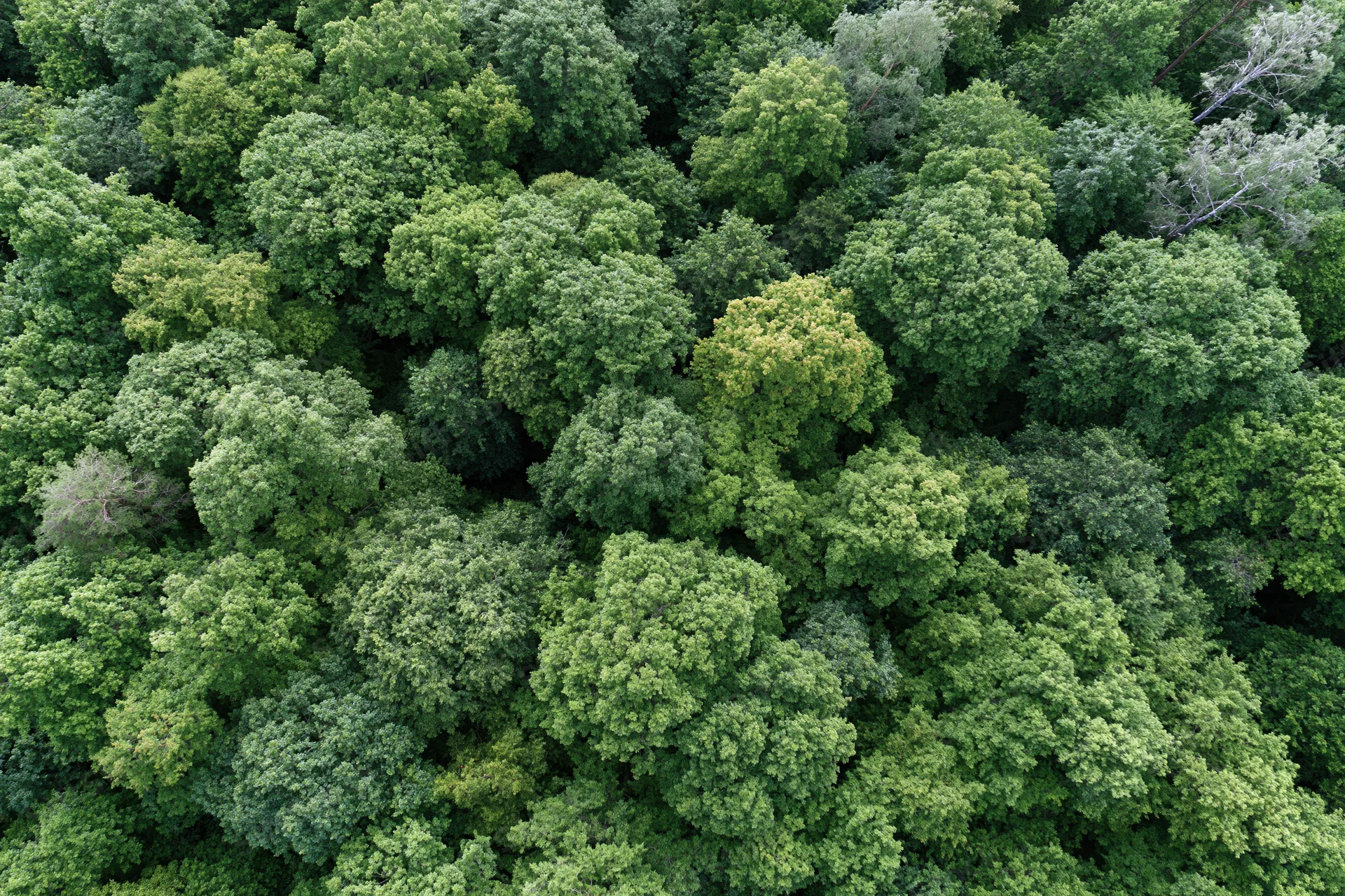 Aerial top-down view of dense temperate forest canopy trees