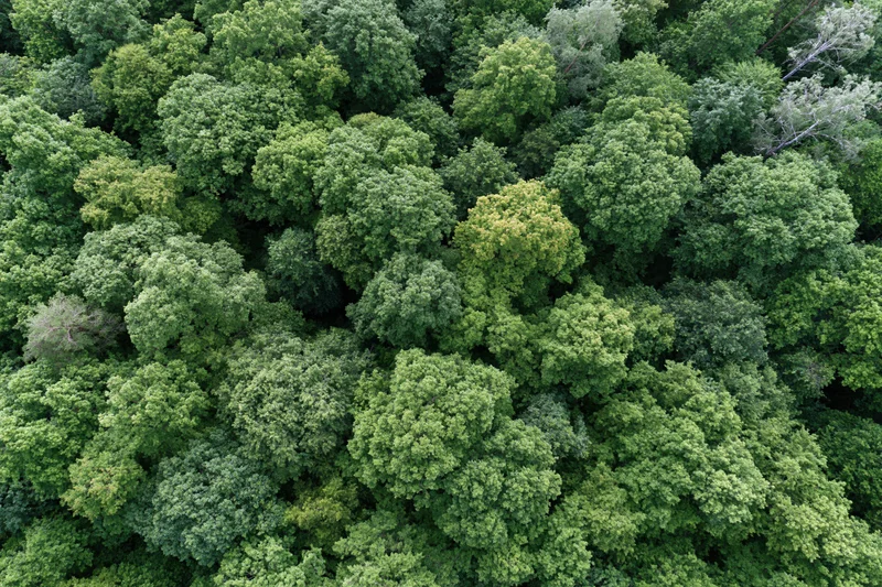 Aerial top-down view of dense temperate forest canopy trees