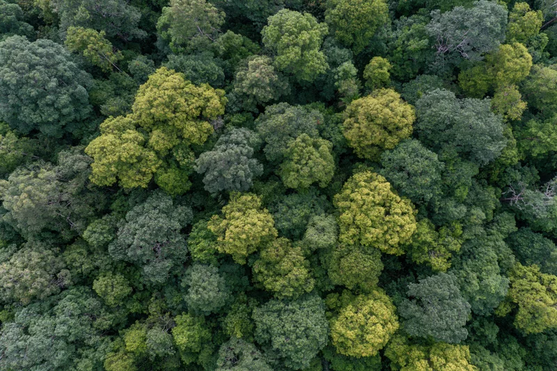 Aerial top-down view of dense tropical forest canopy trees