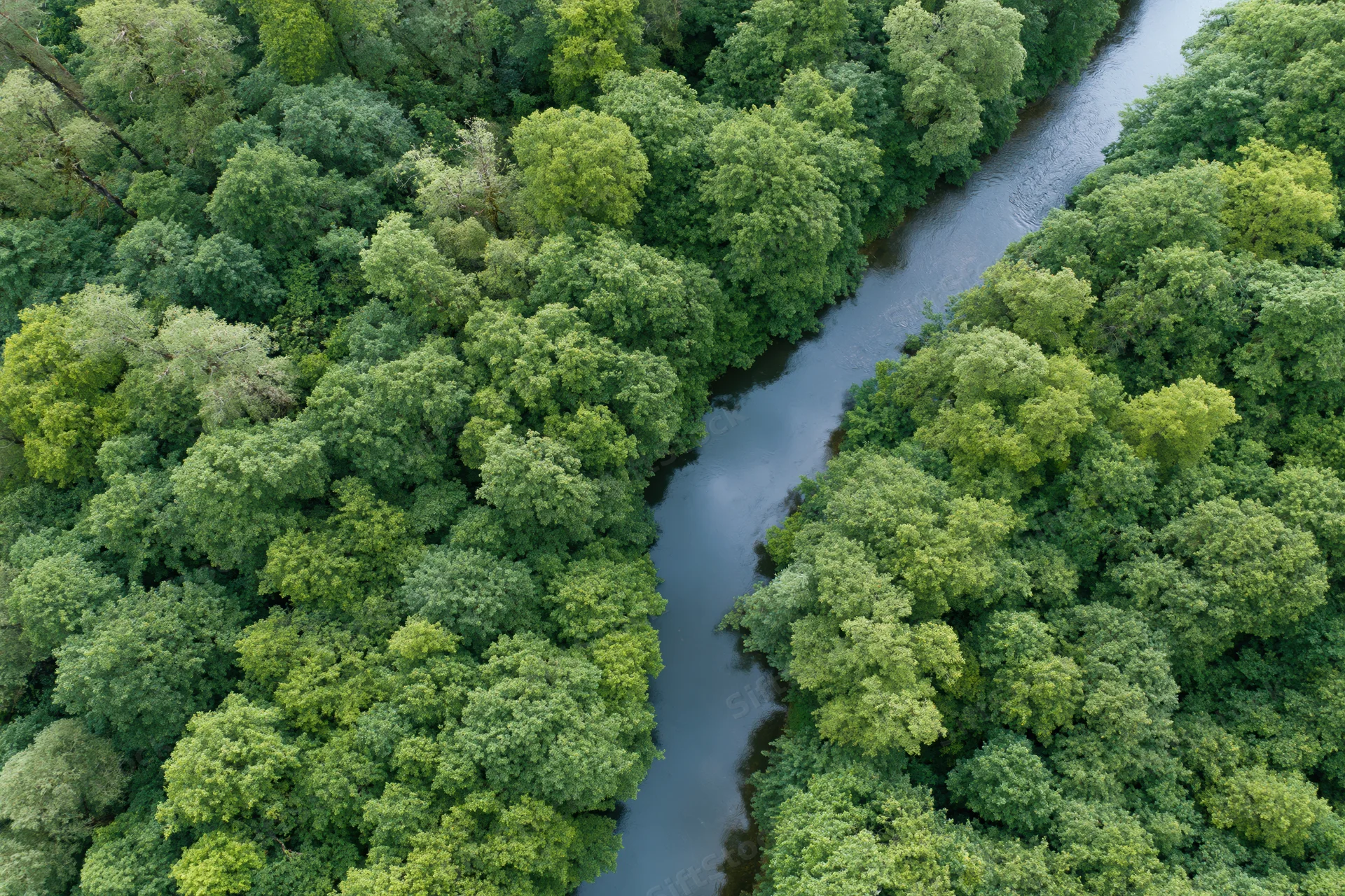 Aerial top-down view of a winding river cutting through dense green forest canopy