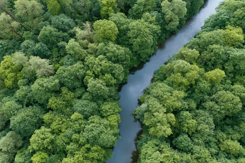 Aerial top-down view of a winding river cutting through dense green forest canopy