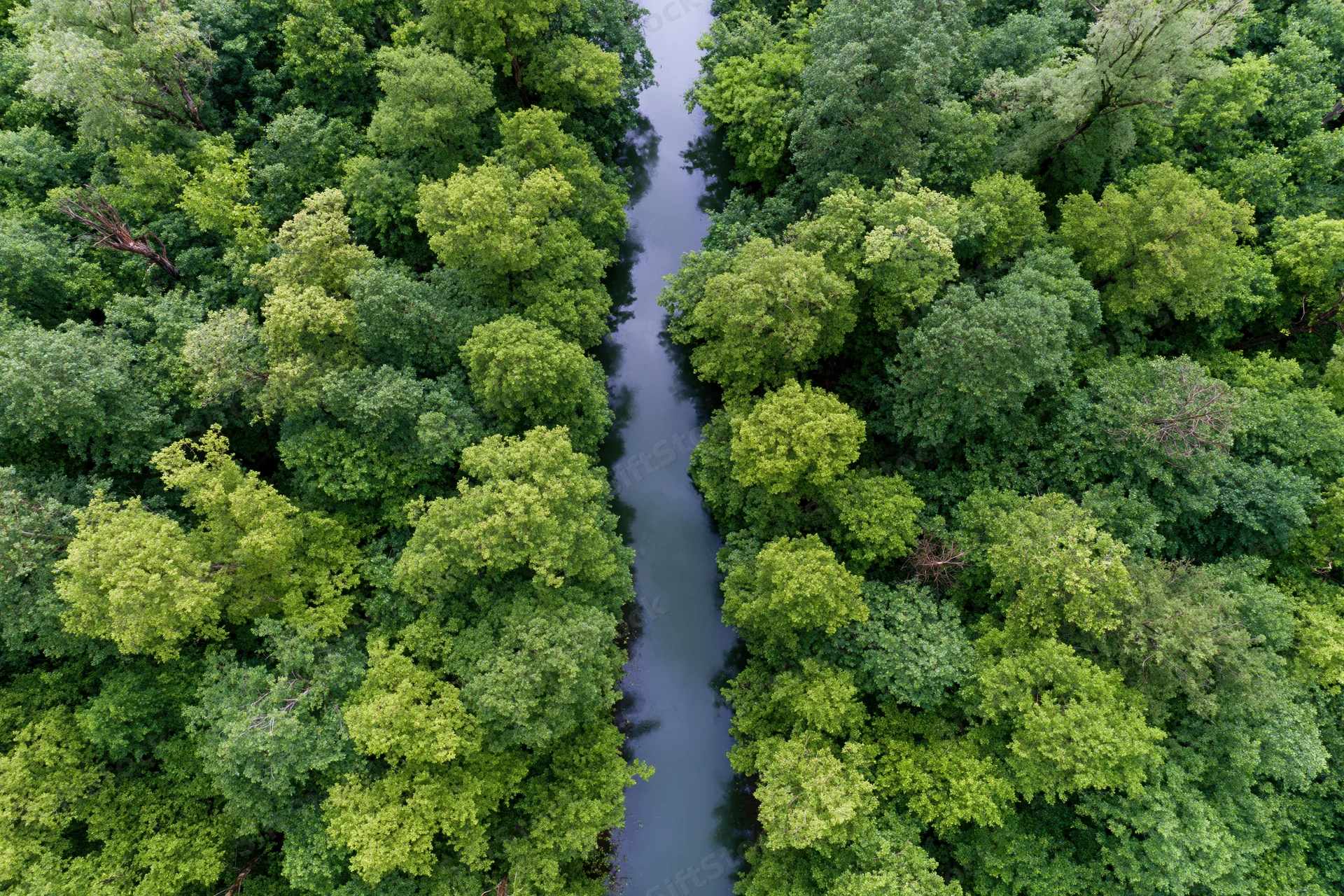 Aerial top-down view of a narrow winding river cutting through dense green forest canopy