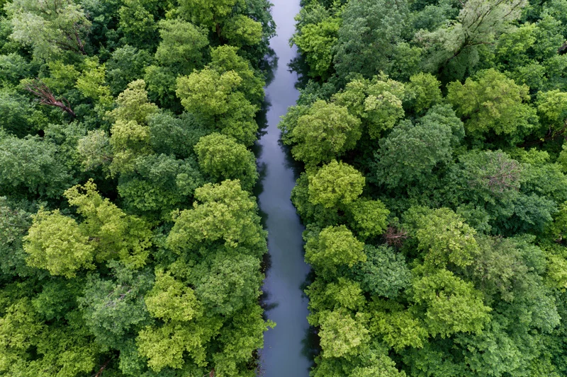 Aerial top-down view of a narrow winding river cutting through dense green forest canopy