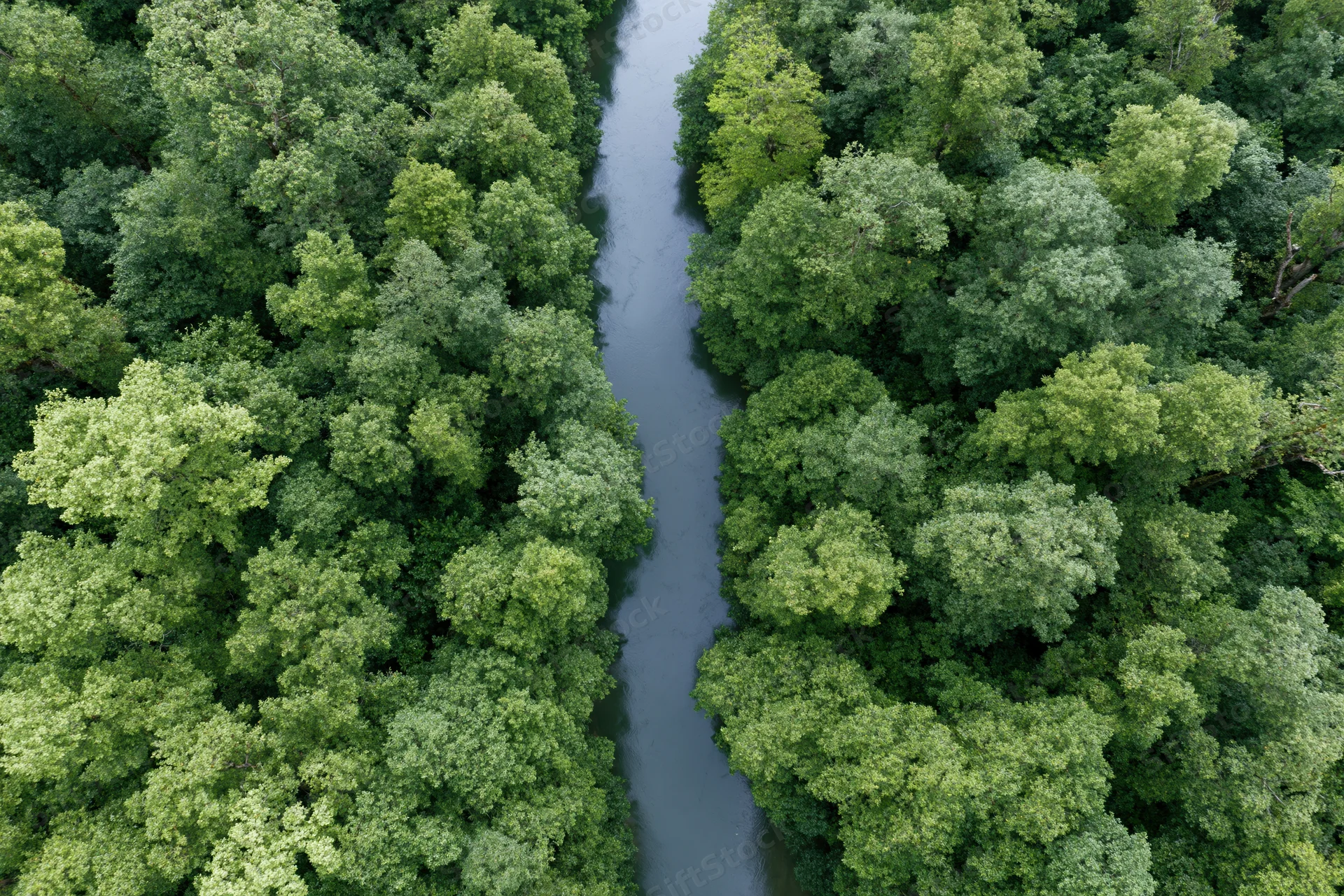 Aerial top-down view of a narrow winding river cutting through dense green forest canopy