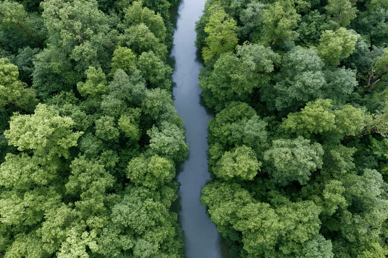 Aerial top-down view of a narrow winding river cutting through dense green forest canopy