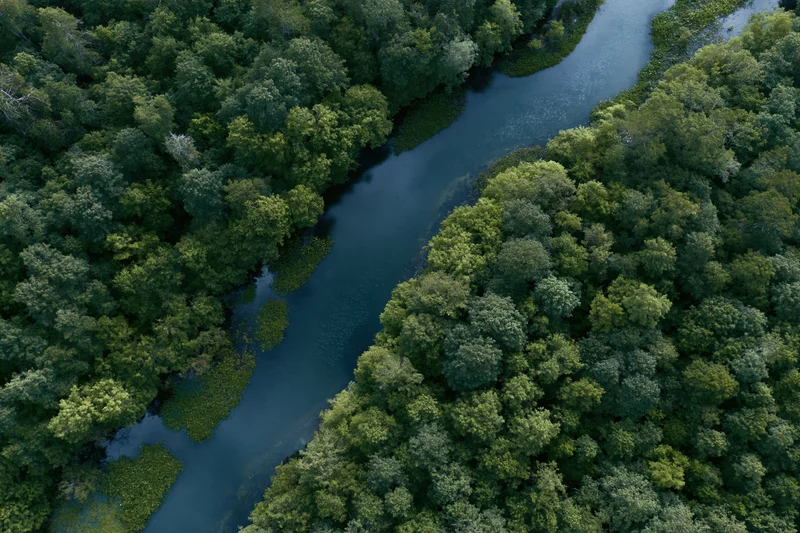 Aerial top-down view of a winding dark river snaking through dense green forest