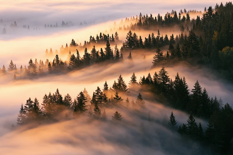 Aerial view of a dense conifer forest partially submerged in mist at sunrise