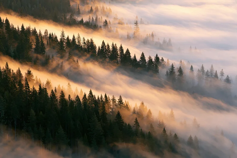 Aerial view of a dense conifer forest on mountain slopes partially covered in mist at sunrise