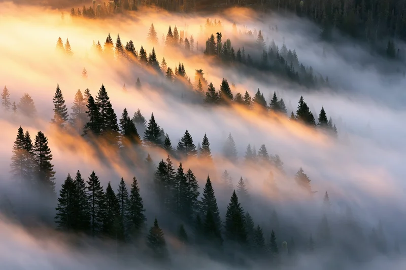 Aerial view of a dense conifer forest partially submerged in fog at sunrise