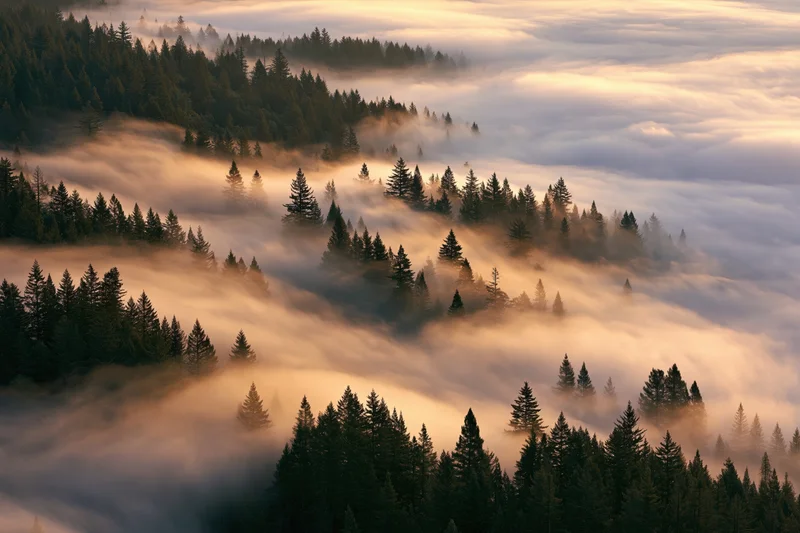 Aerial view of dense conifer forest partially submerged in fog at sunrise