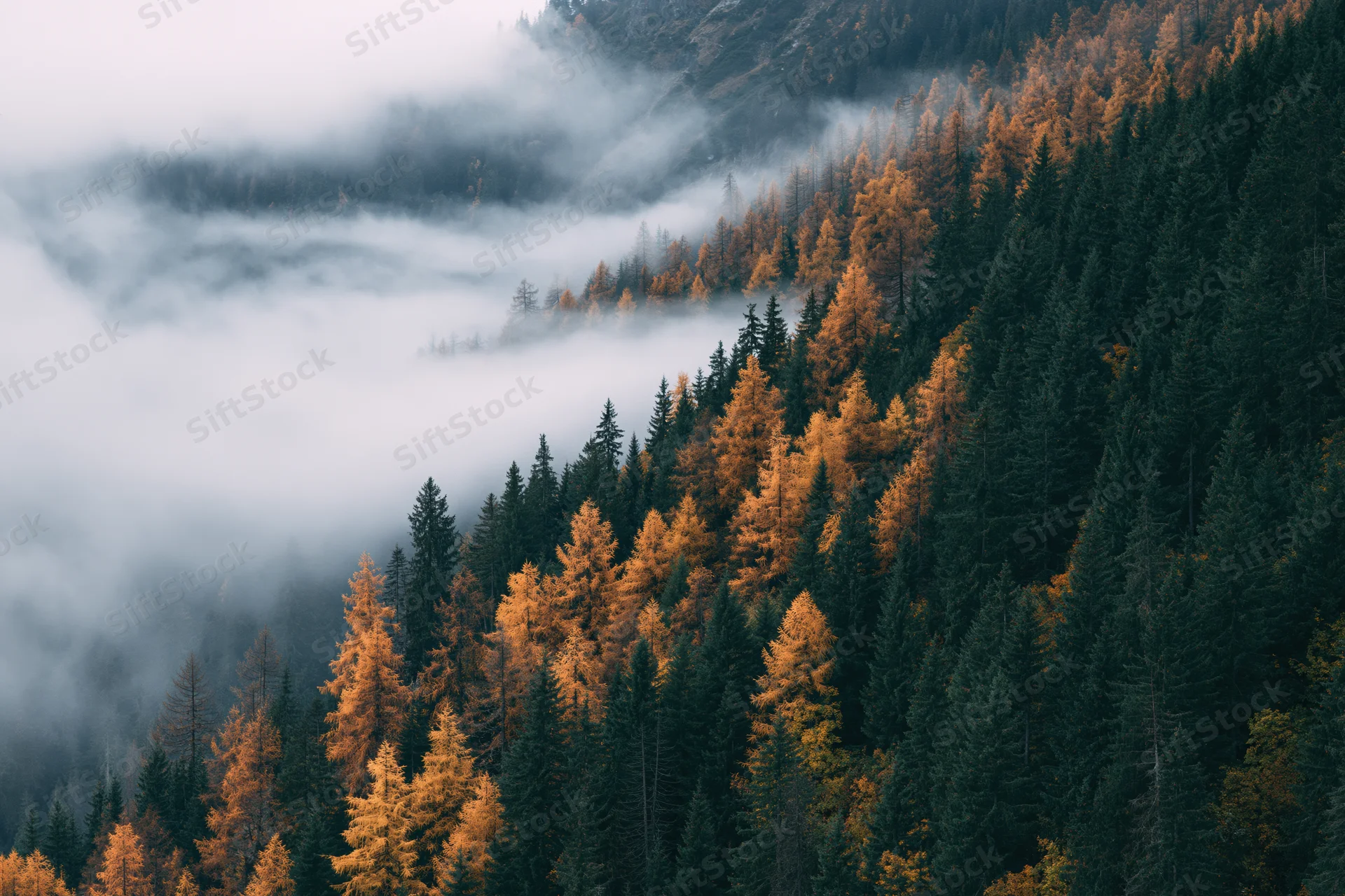 Aerial view of dense mountain forest in autumn with fog drifting through valley and golden larch trees among dark pines
