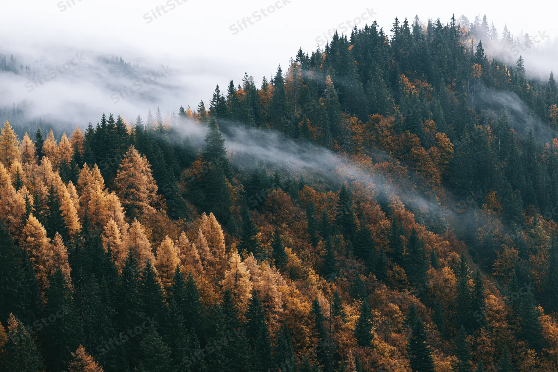 Aerial view of dense mountain forest in autumn with fog drifting through treetops