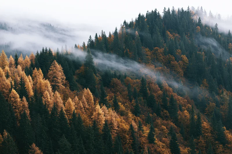 Aerial view of dense mountain forest in autumn with fog drifting through treetops