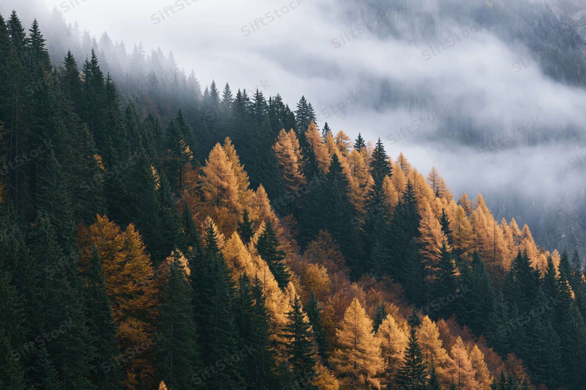 Dense mountain forest in autumn with golden larch and dark pine trees under foggy sky