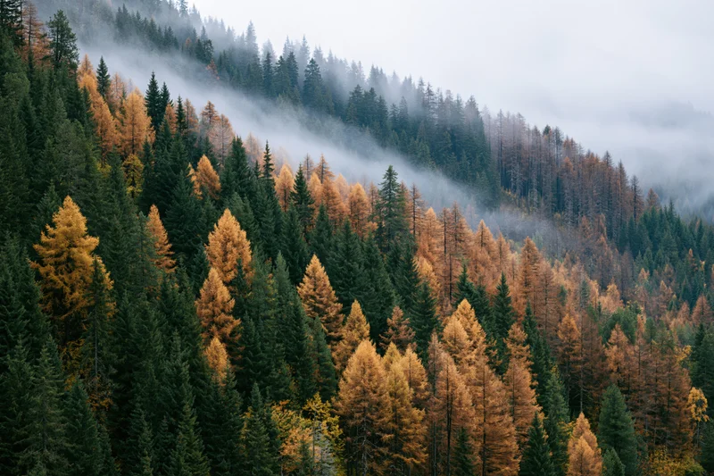 Aerial view of dense mountain forest in autumn with mist drifting through evergreen and golden larch trees