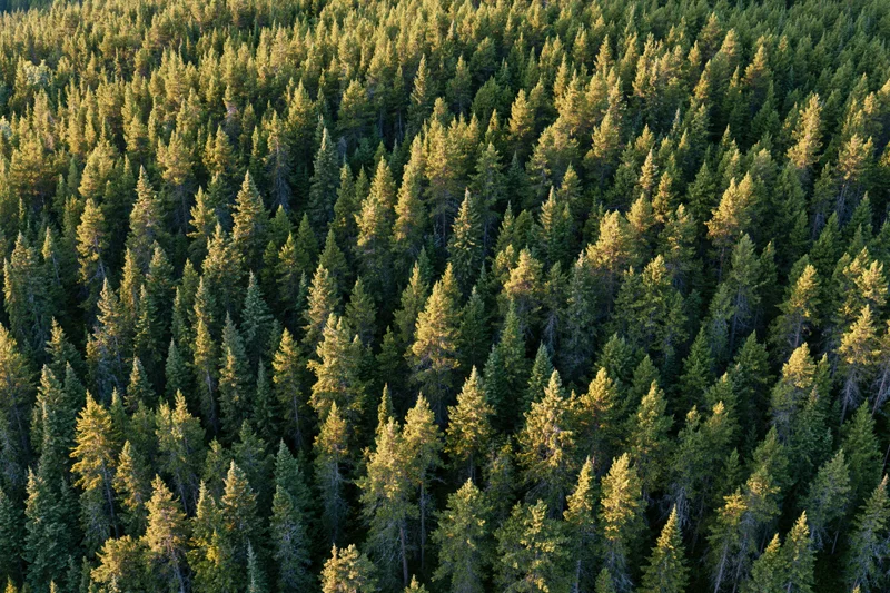 Aerial view of dense boreal forest canopy covering a hillside