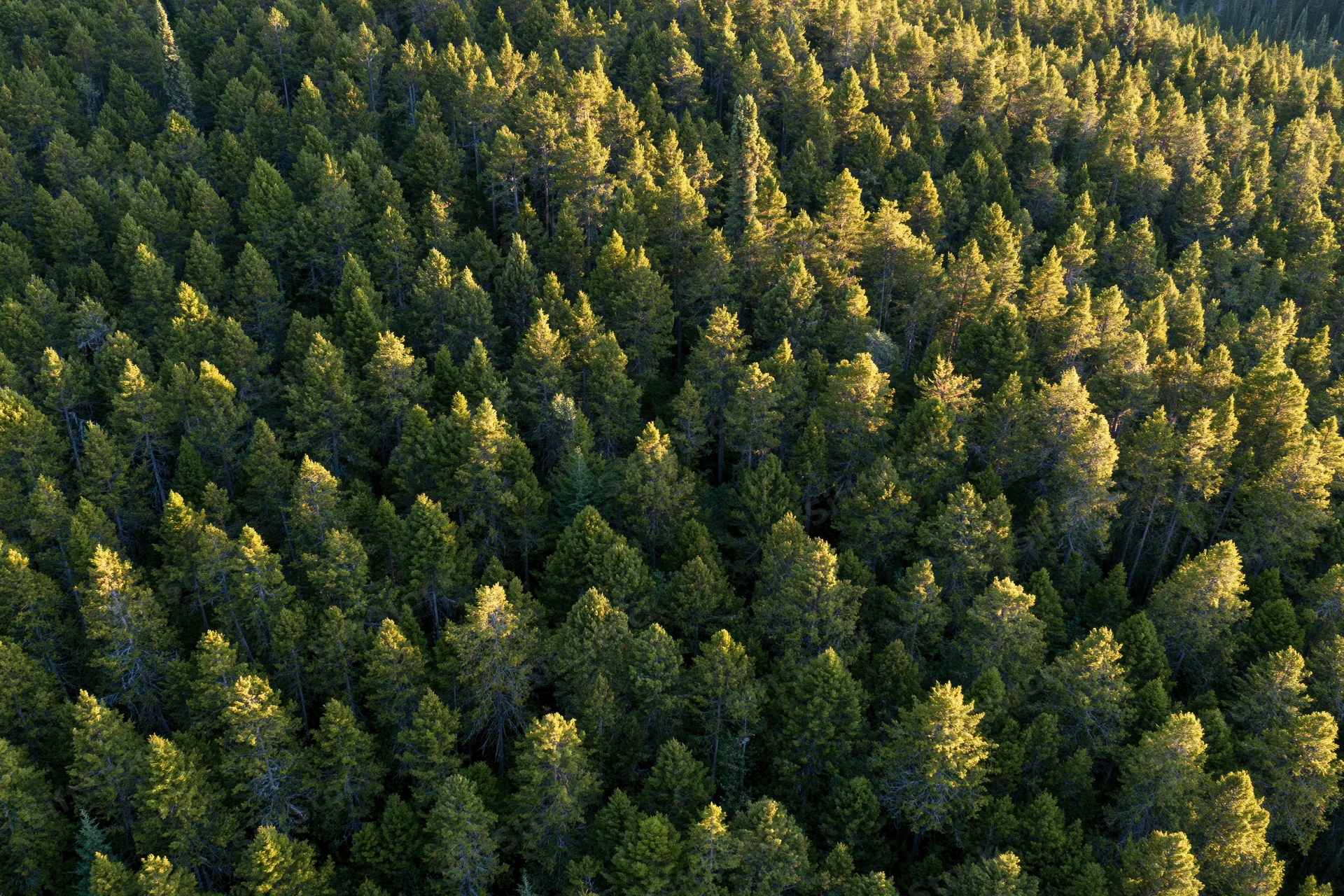 Aerial view of dense pine forest canopy covering a hillside
