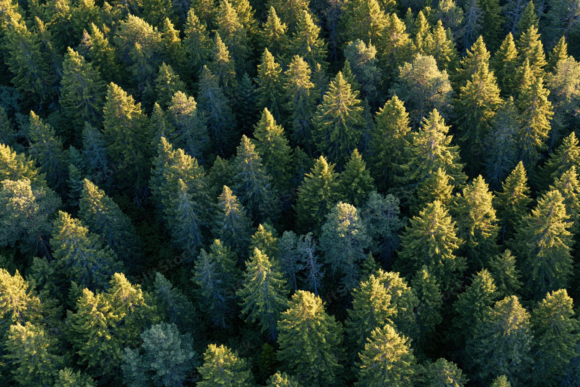 Aerial view of dense boreal forest canopy covering a hillside