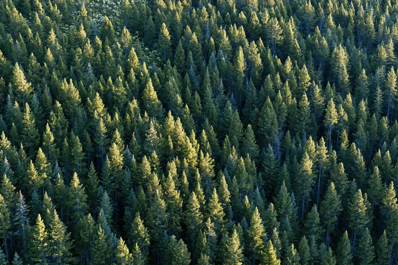 Aerial view of dense boreal forest canopy covering a hillside