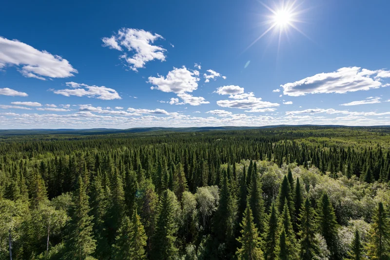 Aerial view of vast boreal forest with spruce trees under bright sun and scattered clouds