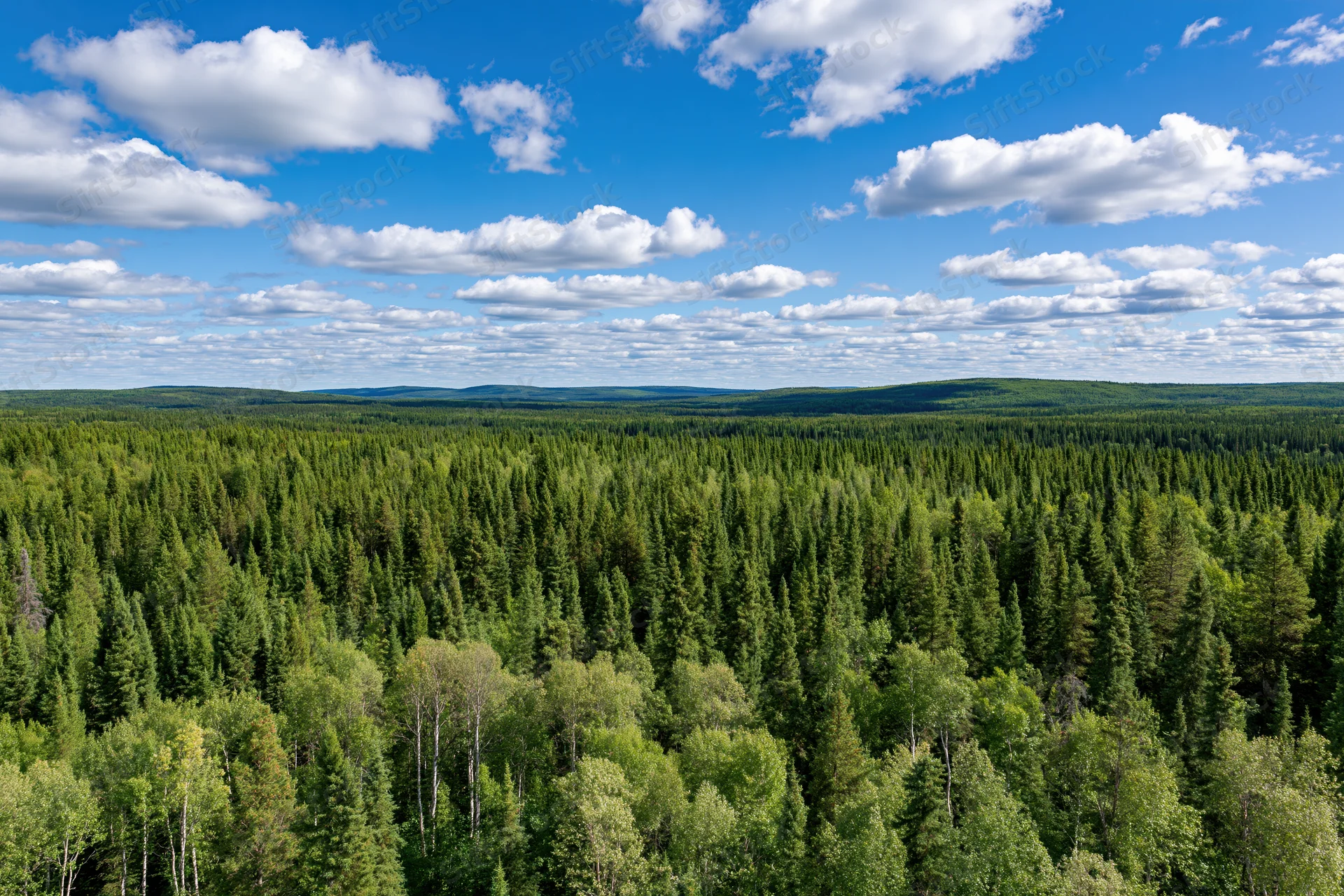 Aerial view of vast boreal forest canopy under blue sky with scattered clouds