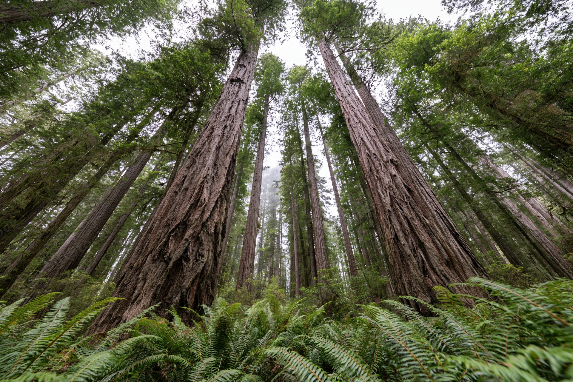 Ancient coast redwood trunks rising vertically from a dense fern understory in a misty forest