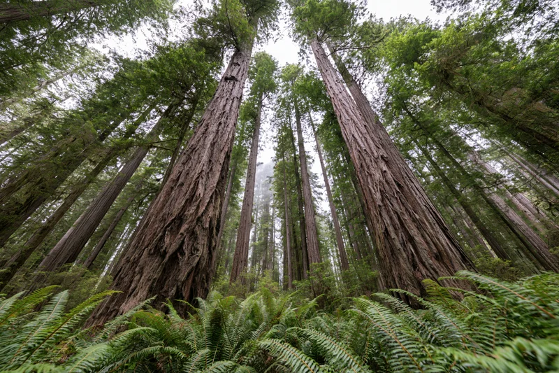 Ancient coast redwood trunks rising vertically from a dense fern understory in a misty forest