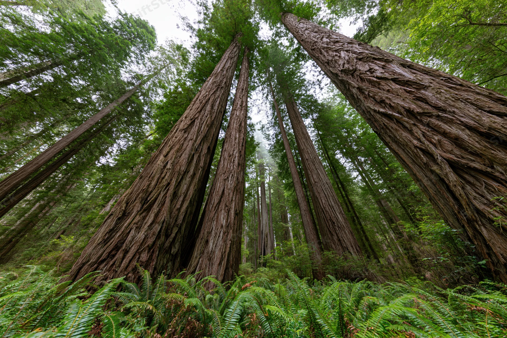 Ancient redwood trunks rising vertically from a fern-covered forest floor