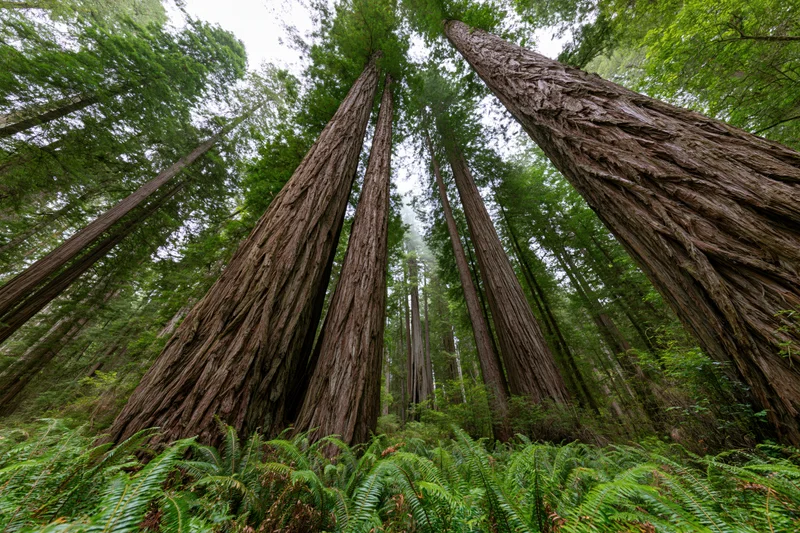 Ancient redwood trunks rising vertically from a fern-covered forest floor