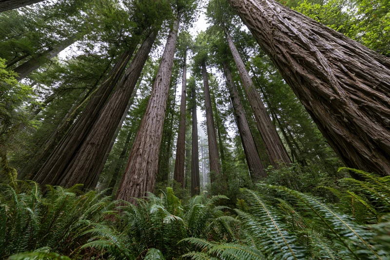 Ancient redwood trunks rising vertically from a dense fern understory in a misty forest