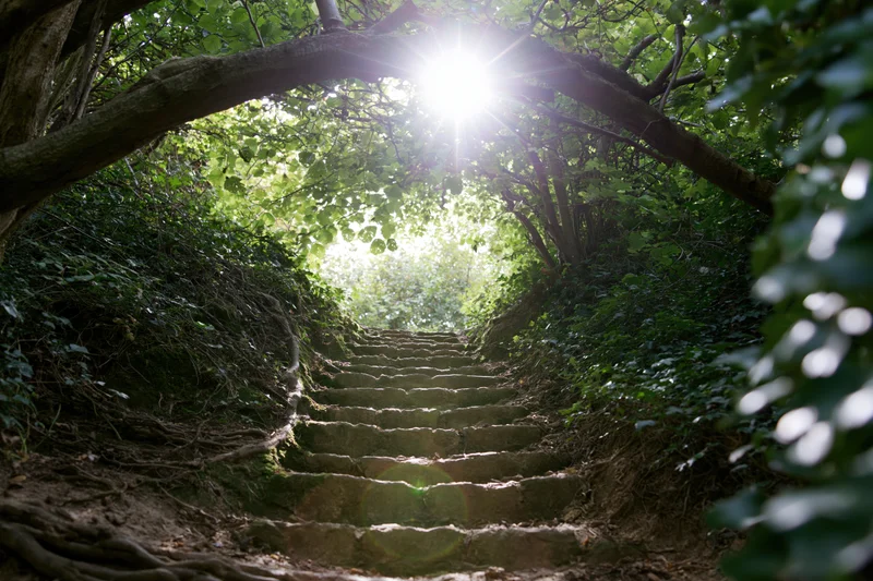 Stone steps ascending through a leafy tunnel in a forest with sunlight filtering through the canopy