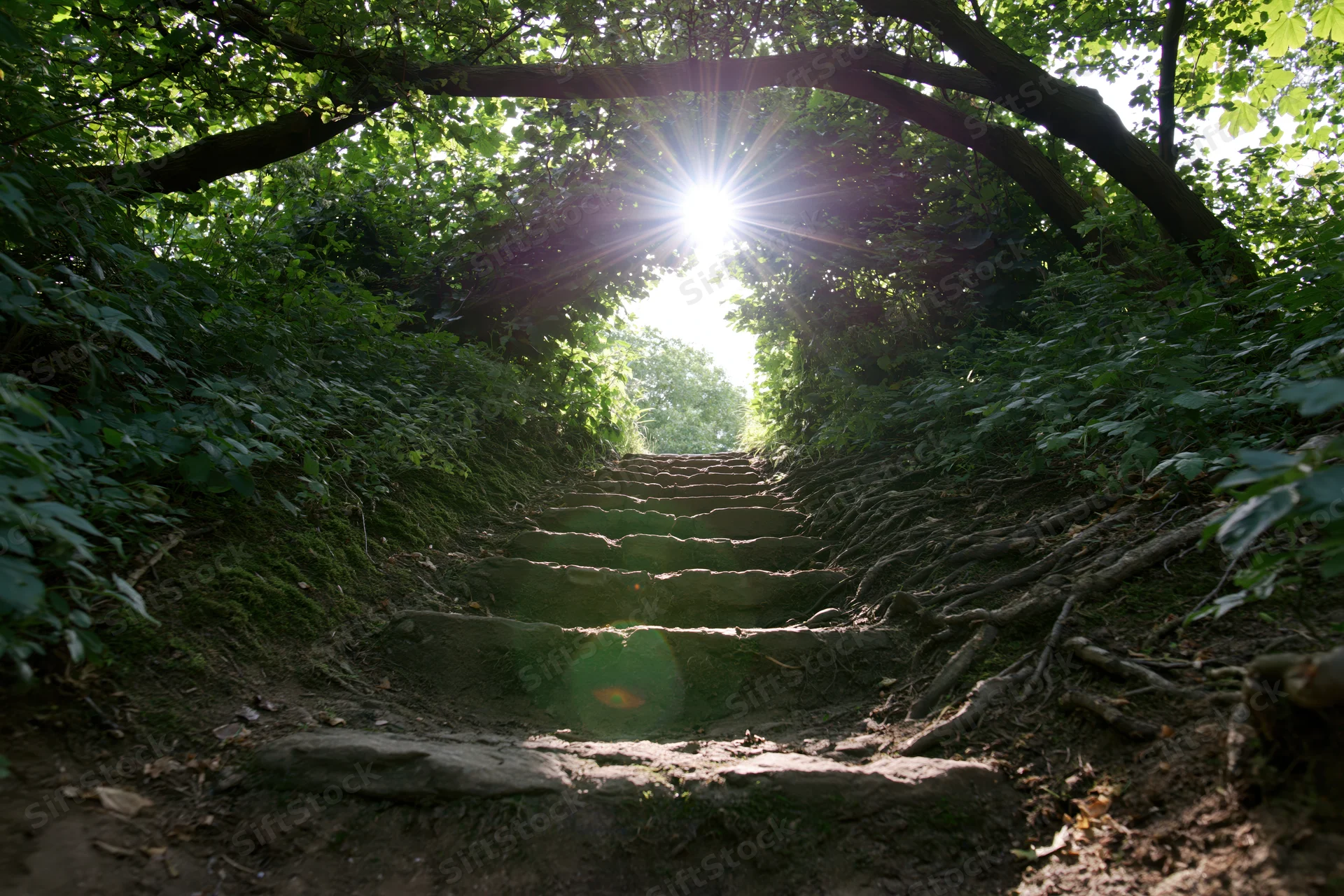 Stone steps ascending through a tree-covered tunnel in a forest, with sunlight shining through the canopy