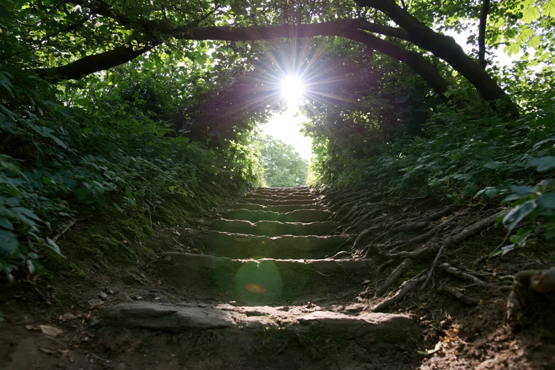 Stone steps ascending through a tree-covered tunnel in a forest, with sunlight shining through the canopy
