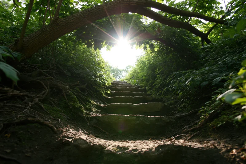 Stone steps ascending through a forest tunnel with sunlight filtering through overgrown trees