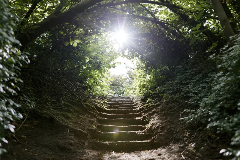 Stone steps ascending through a leafy tunnel in a dense forest, sunlight filtering through the canopy above