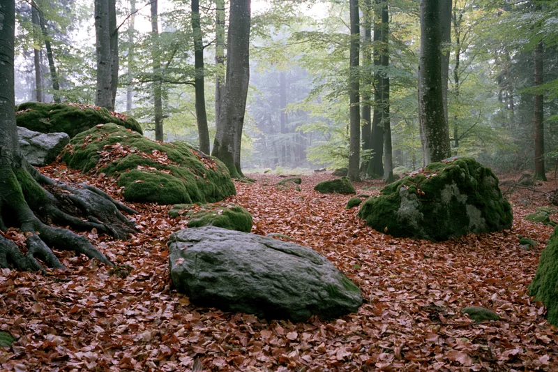 Autumn forest floor covered in copper-brown fallen leaves among mossy rocks and tree roots