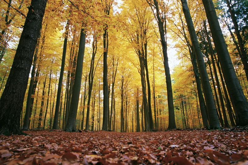 Low-angle view of tall straight trees in autumn forest with golden canopy and leaf-covered ground