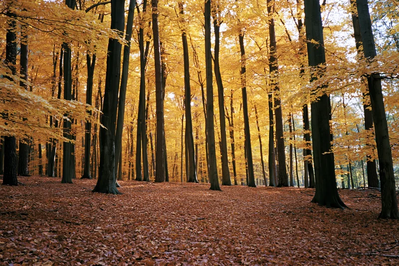 Autumn forest interior with tall straight trees and golden foliage covering the ground