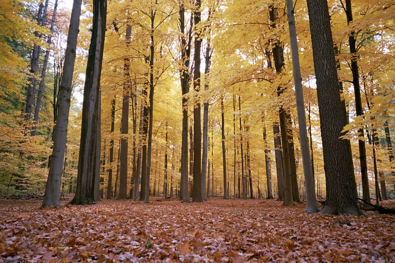 Tall straight trees in a deciduous forest with golden foliage and leaf-covered ground in autumn