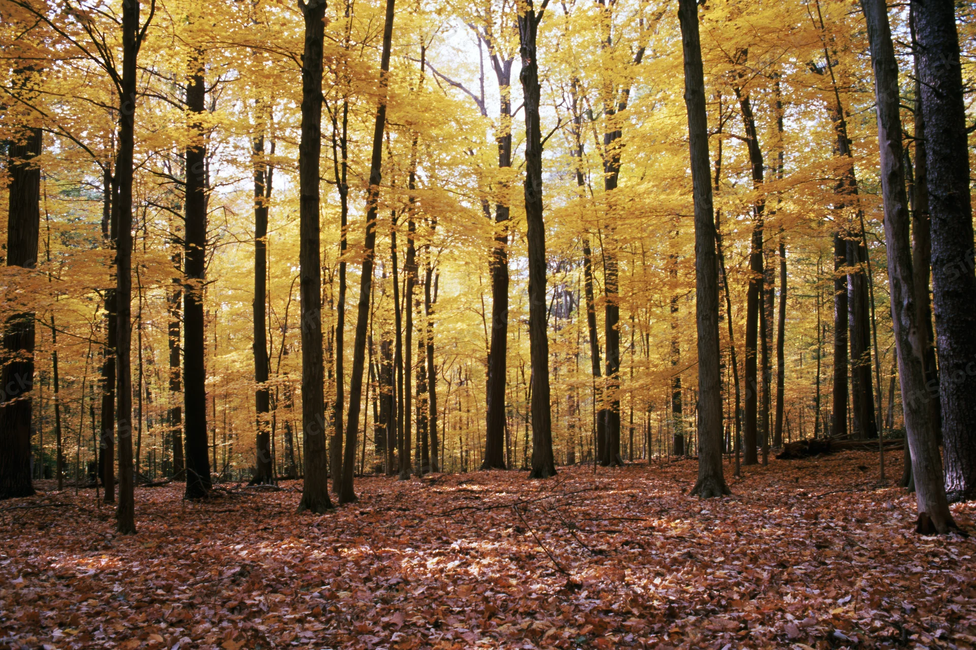 Autumn forest interior with tall straight trees and golden foliage filtering sunlight through canopy onto leaf-covered ground
